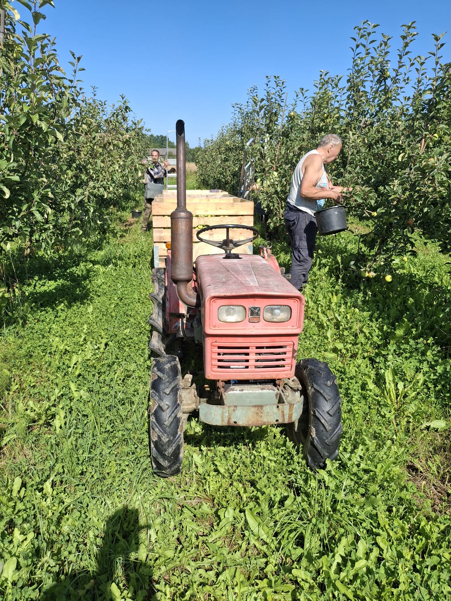 Traktors dārzā